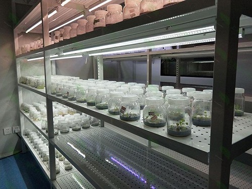 沙依巴克植物组织培养实验室设计建设方案